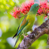 Orange-chinned Parakeet